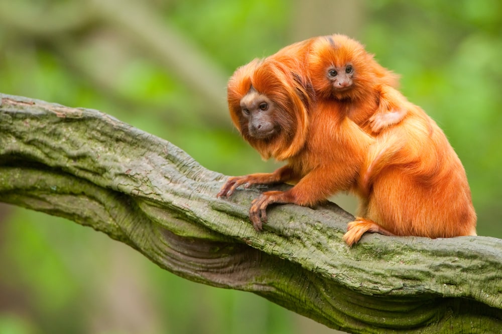 image of a golden lion tamarin with her baby on a tree