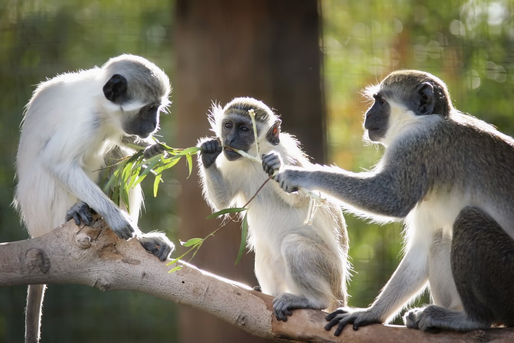 image of three monkeys chewing leaves on a tree branch