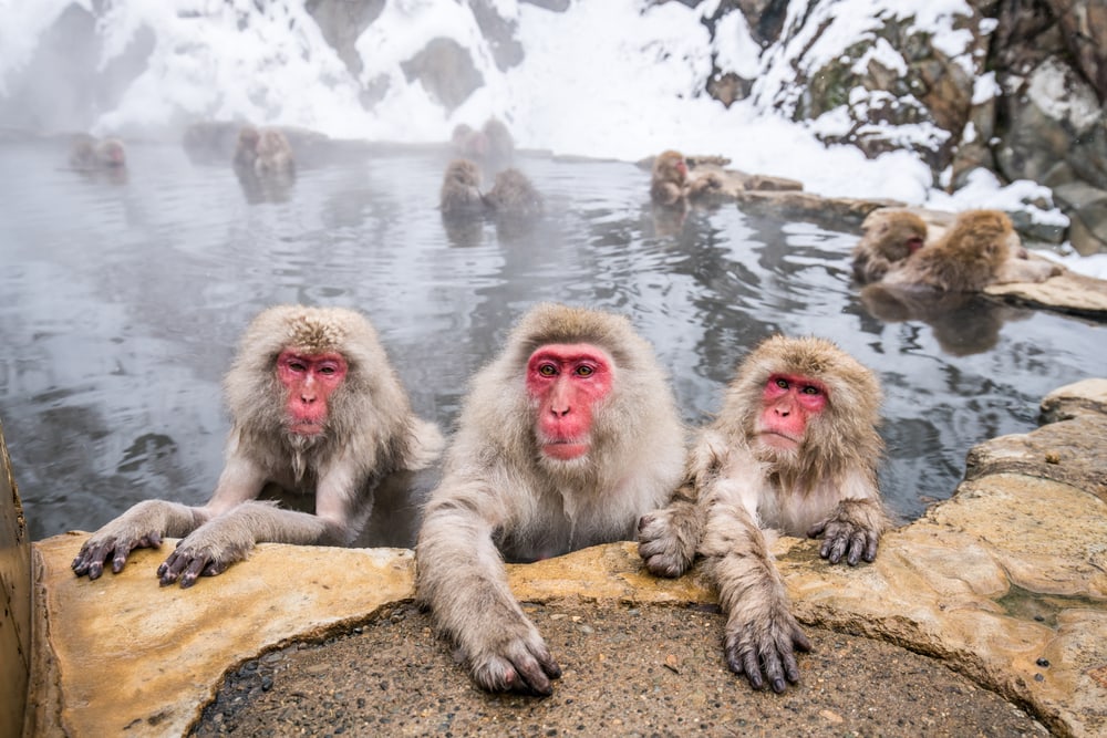 a group of Japanese macaques in a hot spring in Japan