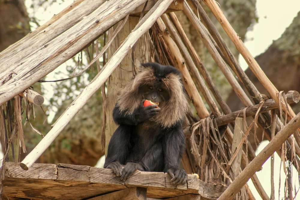 image of a lion-tailed macaque eating a fruit