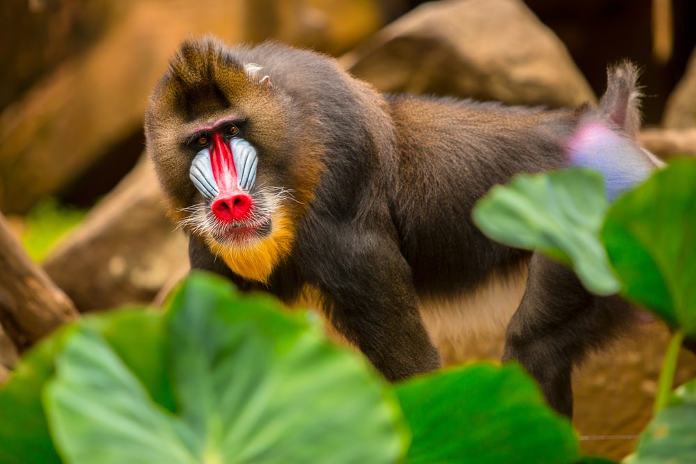 image of a mandrill standing behind the leaves