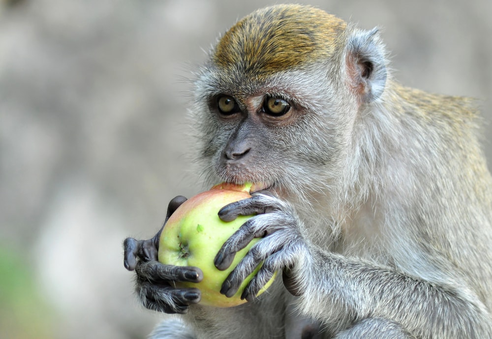 close up of a wild monkey eating an apple