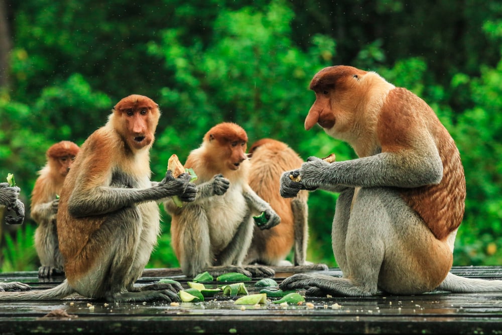 family of proboscis monkey eating fruits