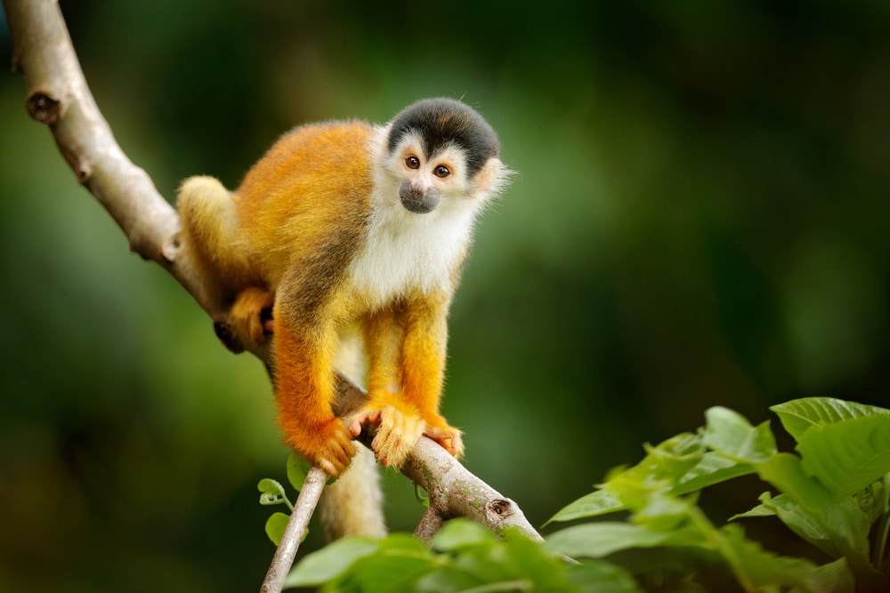 image of squirrel monkey on a tree trunk