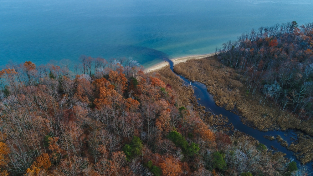Aerial view of an estuary in the middle of a forest