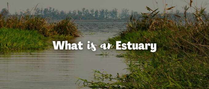 What is an estuary featured image