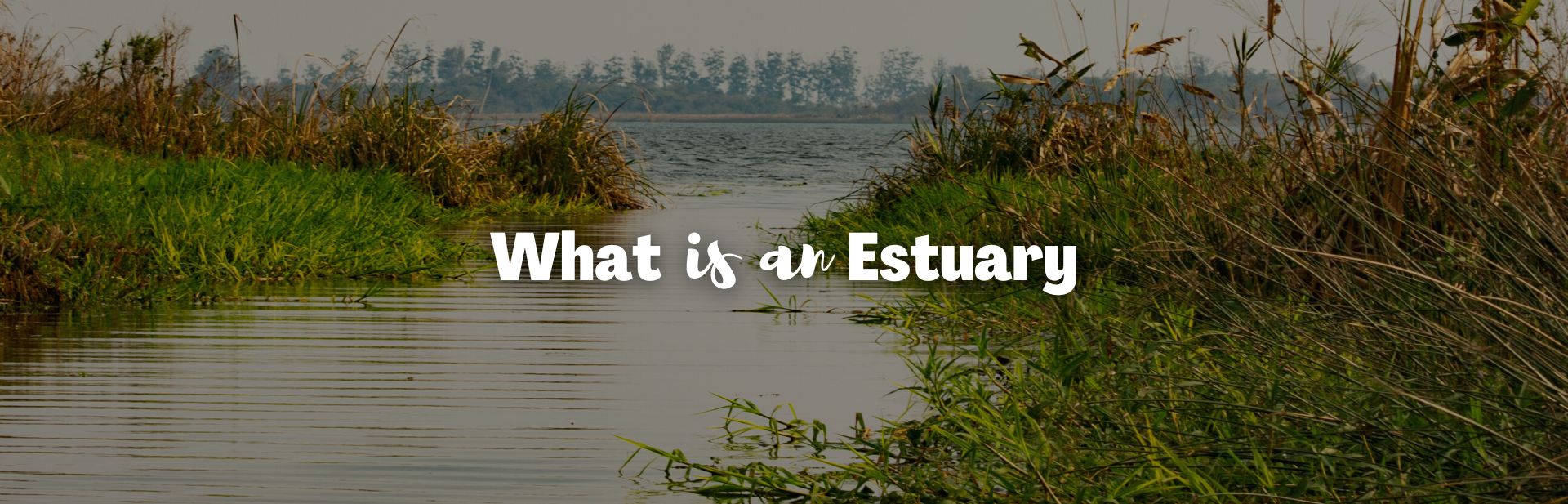 What Is an Estuary? Estuaries Around the World & More!