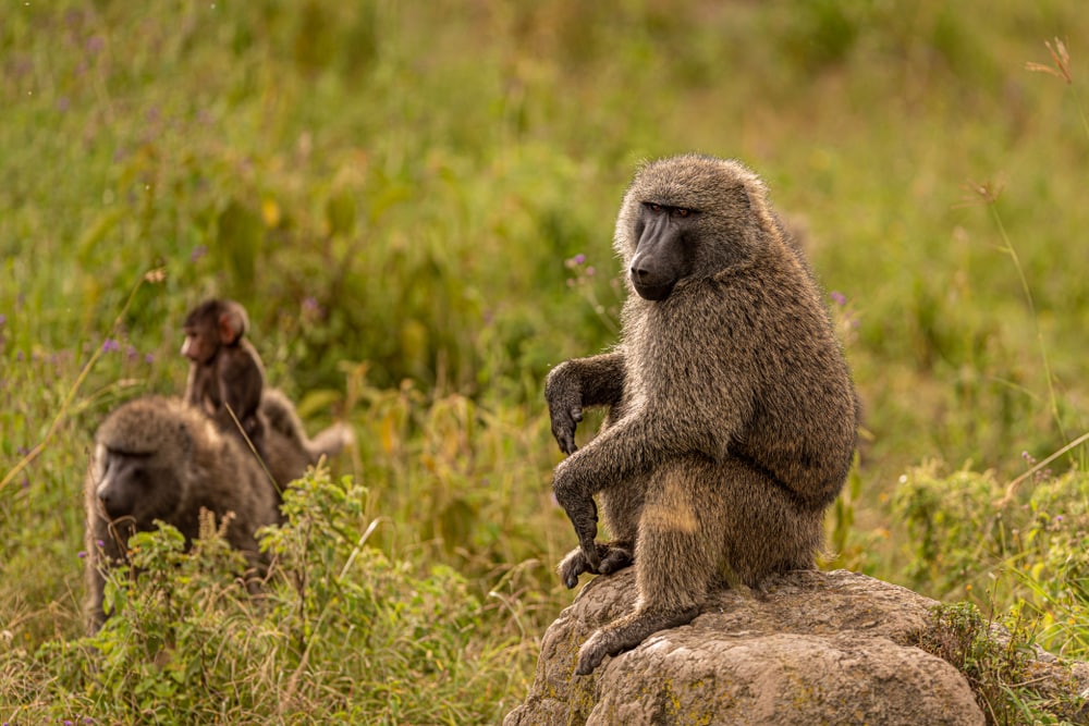 image of olive baboons in the wilderness