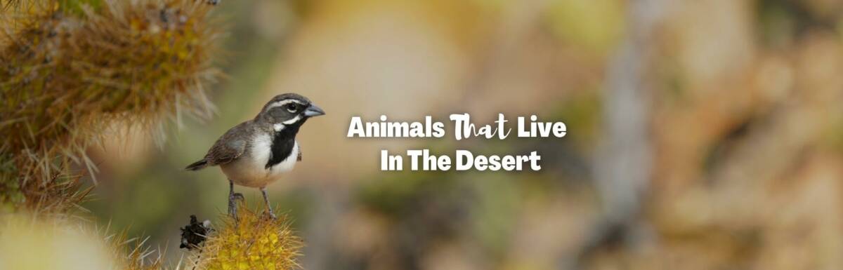 Animals that live in the desert featured image