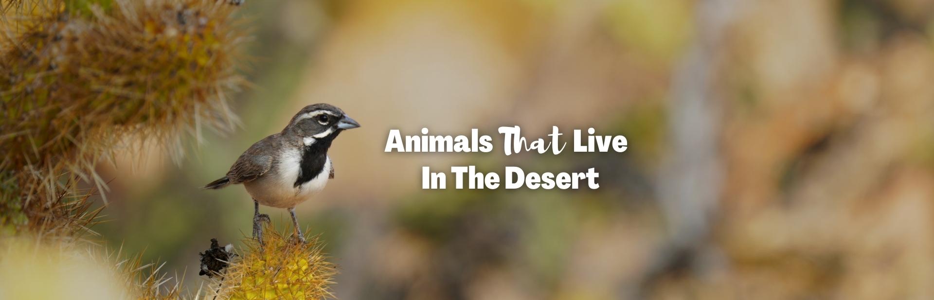 22 Animals That Live in the Desert: How Do They Adapt?