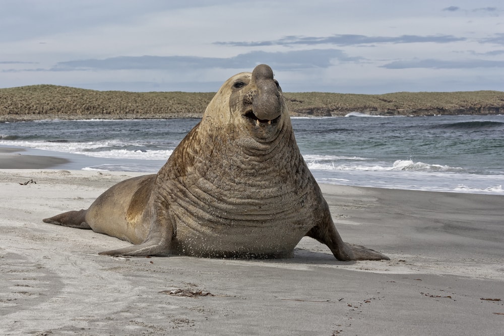 Ugly seal walking on a shore