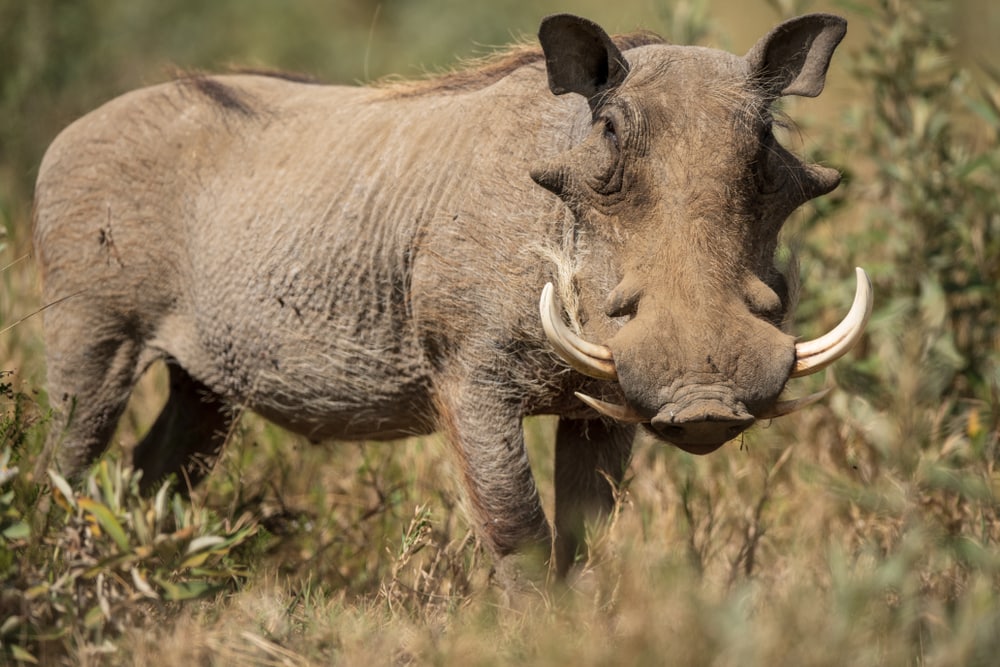 Ugly Common Warthog in the middle of the field