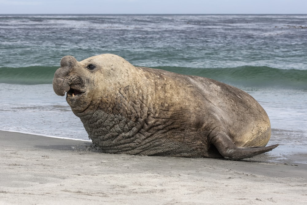 Ugly Southern Elephant Seal walking out of the ocean