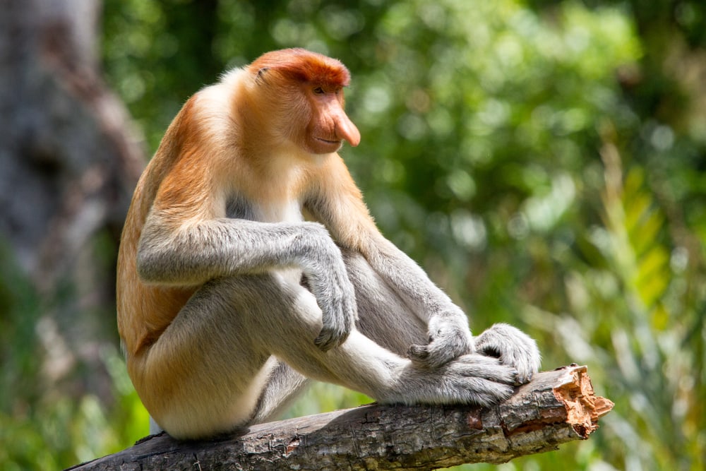 Ugly Proboscis Monkey sitting on a broken bark