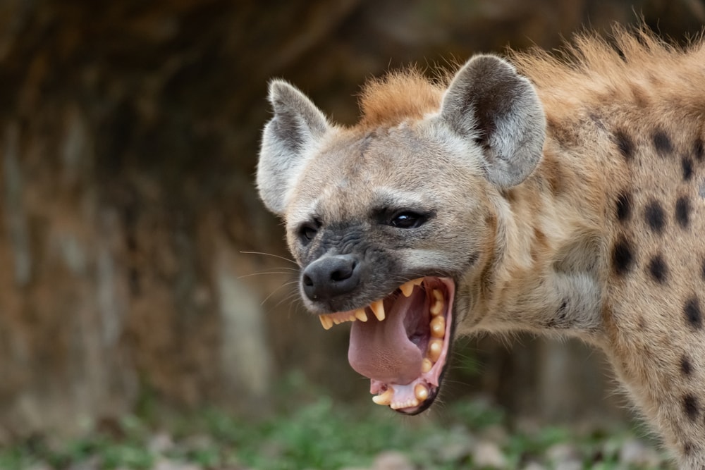 Ugly Hyena opening its angry mouth