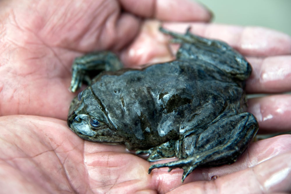 Ugly Titicaca Water Frog held by bare hands