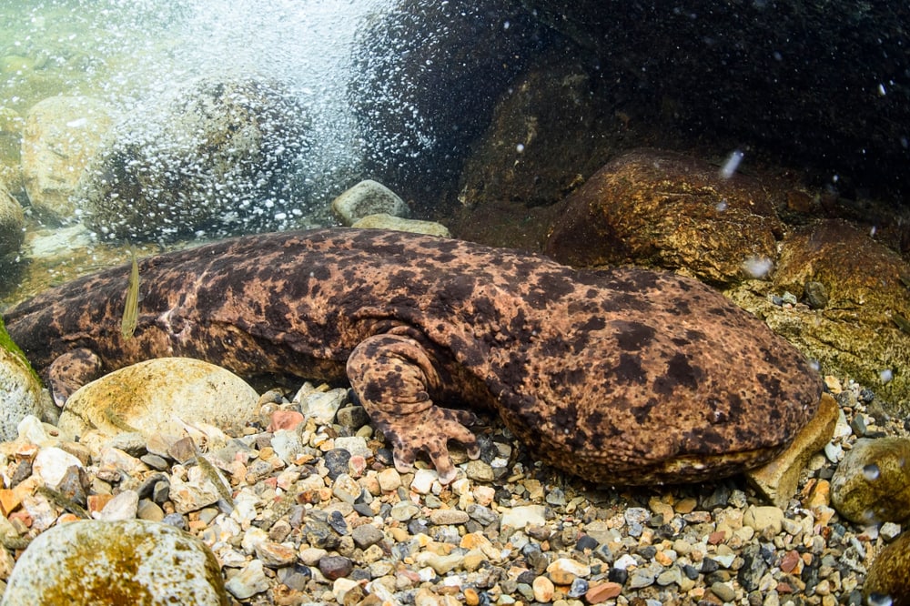 Ugly Giant Salamanders walking on stones in an aquarium