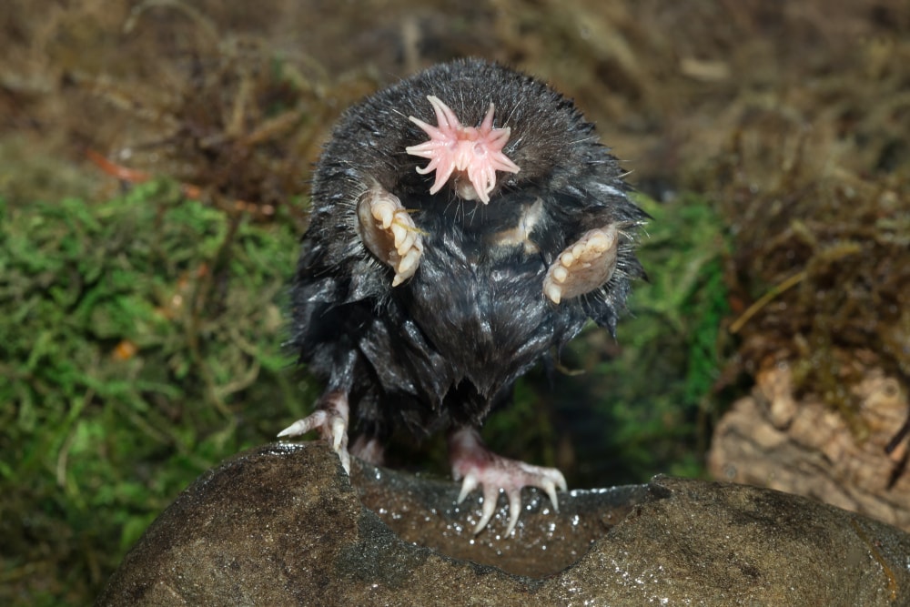 Ugly Star-Nosed Mole standing on a stone