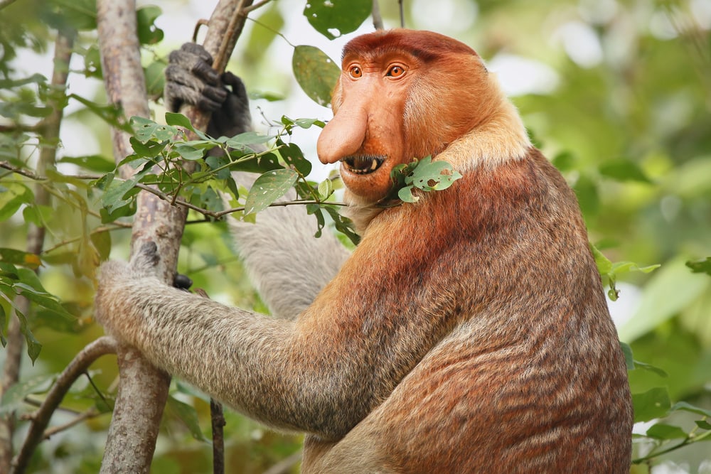 Proboscis monkey climbing up the tree