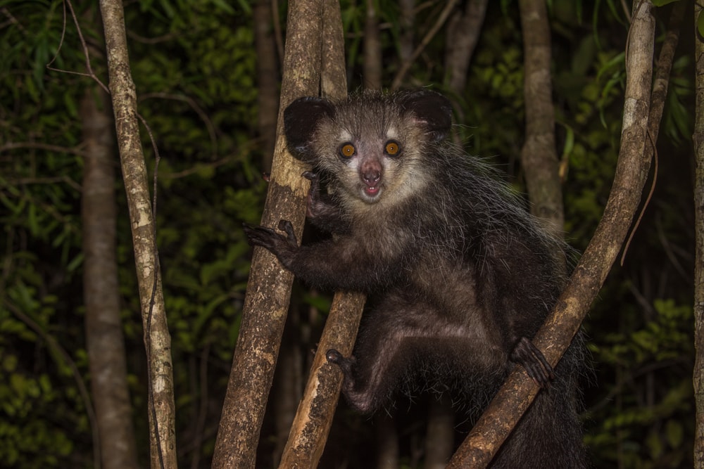 Ugly Aye-Aye lemur climbing at night