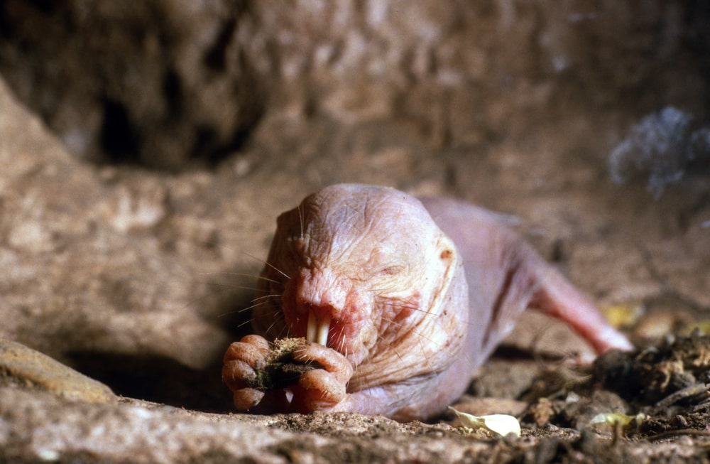 Ugly Naked Mole Rat eating a soil