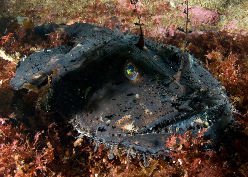 Ugly Anglerfish laying on a coral
