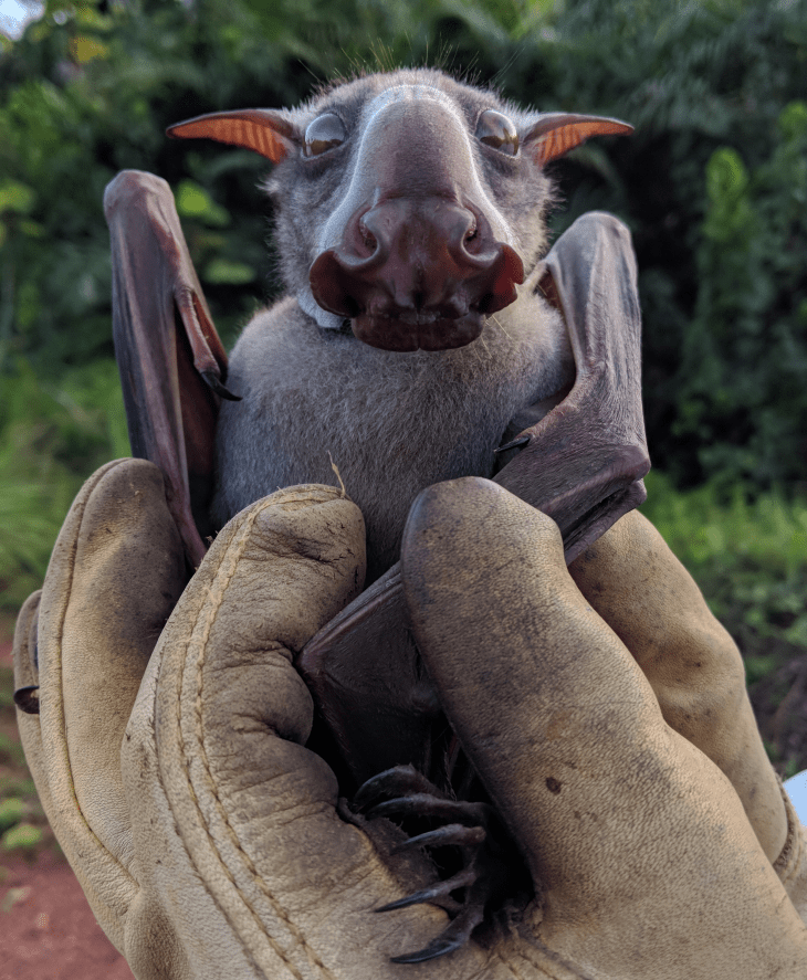 Ugly Hammer-Headed Bat holding with gloves on