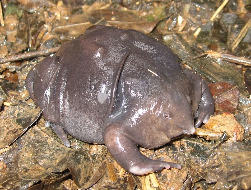 Ugly Indian Purple Frog on top of dry leaves