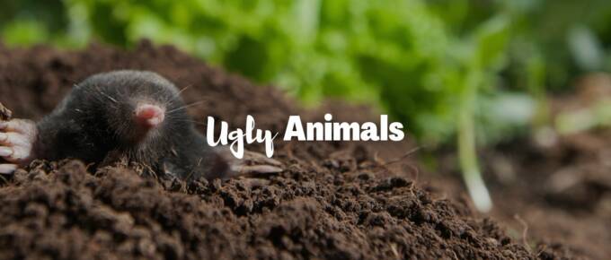 Ugly animals featured image