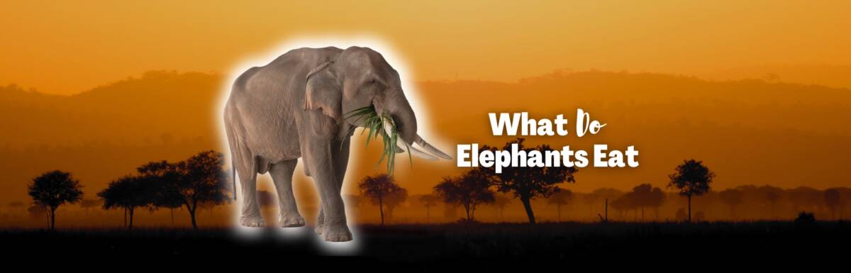 What do elephants eat featured image