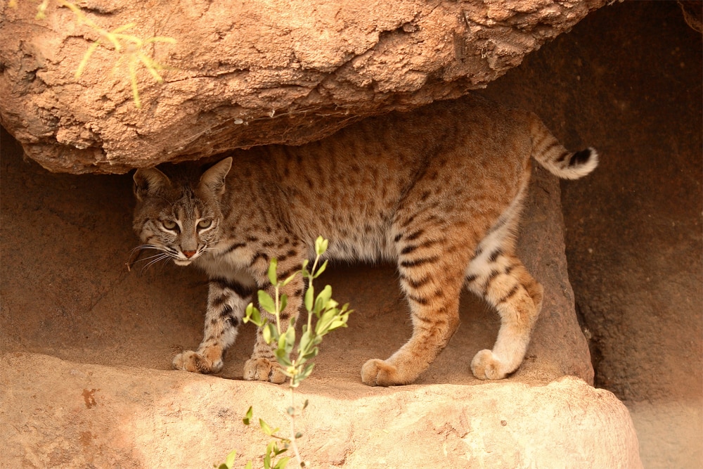 image of a bobcat walking in between sandstones