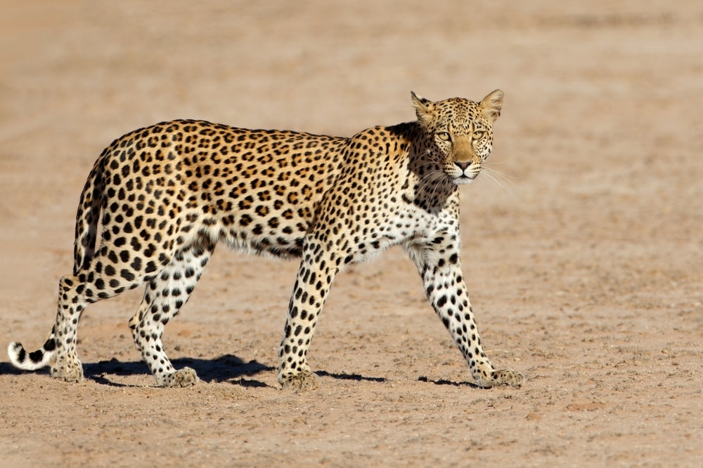 image of a jaguar in an African desert