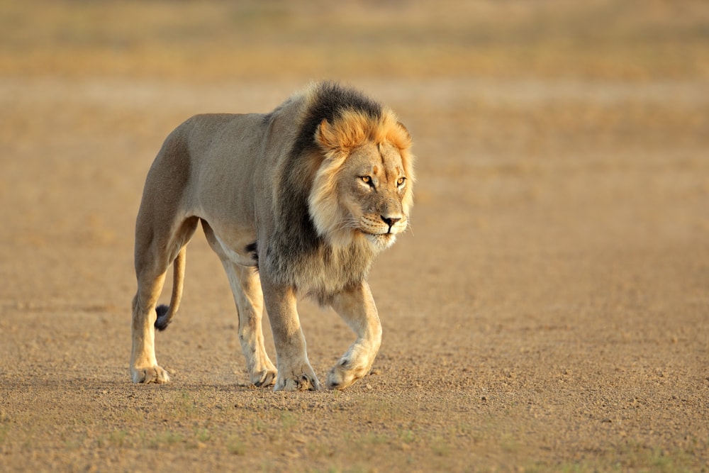 image of an African lion in a desert in Africa