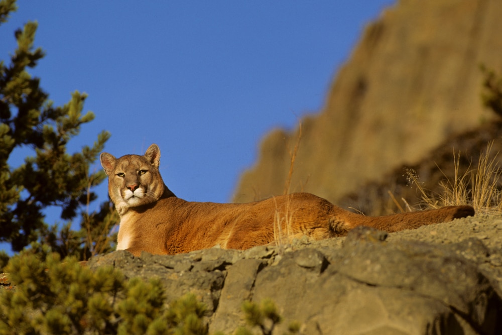 image of a mountain lion on top og a sandstone