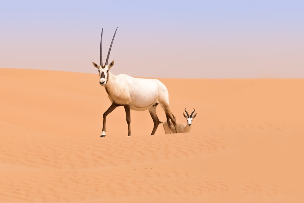 image of an Arabian oryx antelope in a sand dune in Dubai desert
