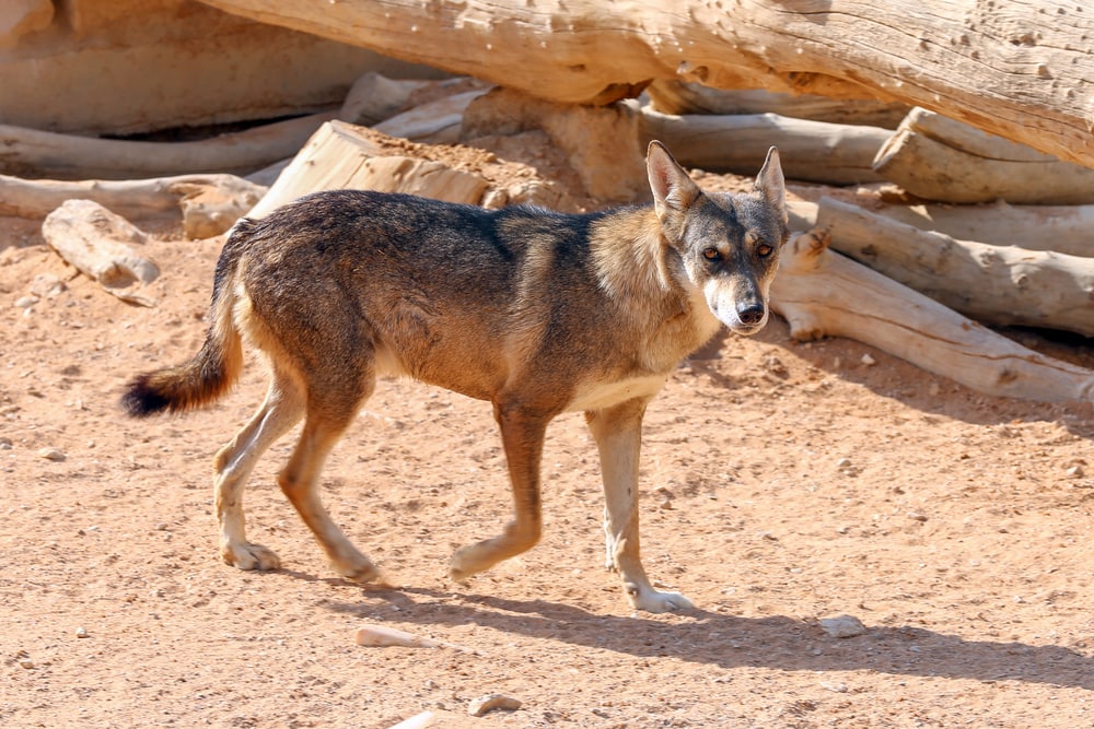 image of the Arabian wolf, the smallest wolf species
