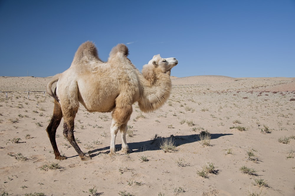 image of a Bactrian camel in a desert