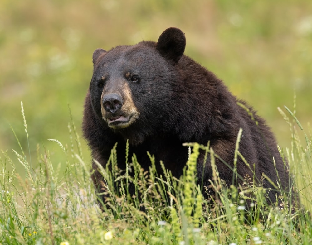 close up image of a American black bear in a grass field 