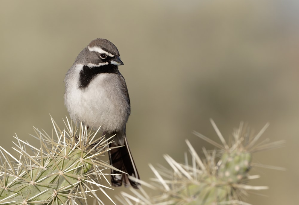 image of a black throated sparrow perched on a cactus