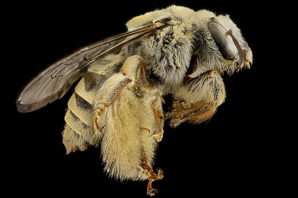 image of a cactus bee isolated on black background