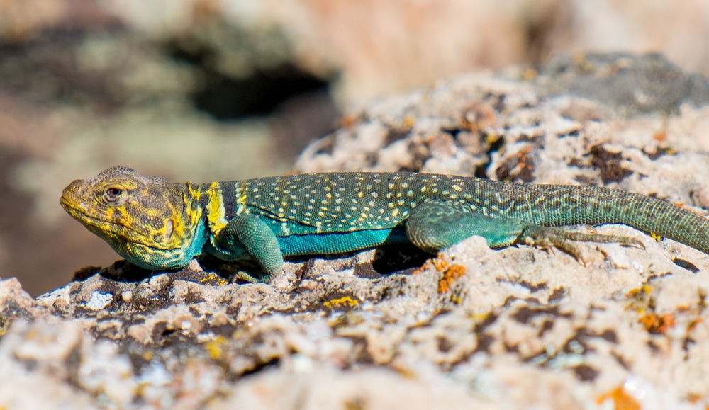 image of a collared lizard on top of the rock