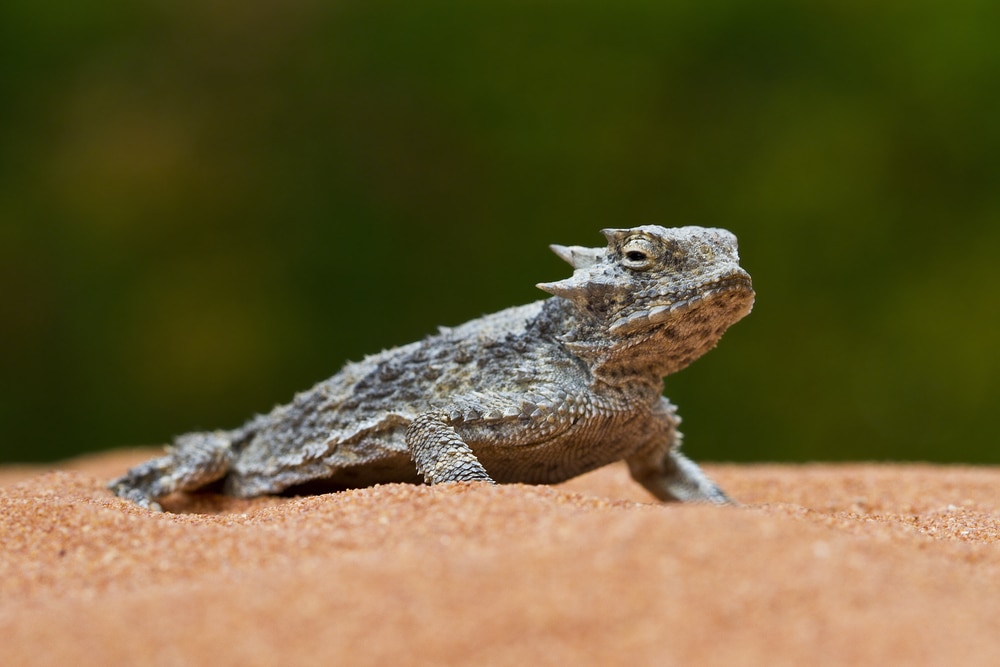 a desert horned lizard on a sand