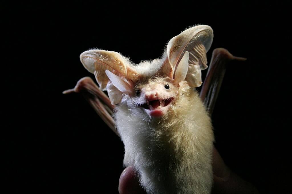 a desert long-eared bat isolated on a black background