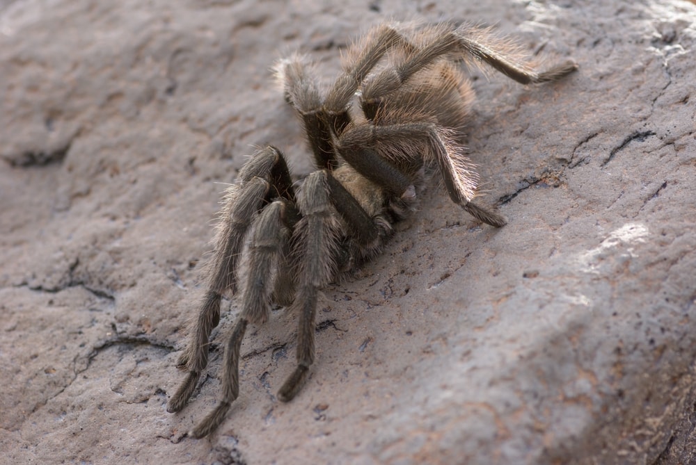image of a desert tarantula in Dath Valley California