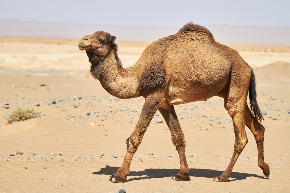 22 Animals That Live in the Desert: How Do They Adapt? - Outforia
