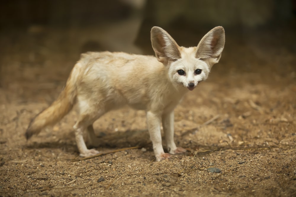 image of a fennec fox standing on a sand 