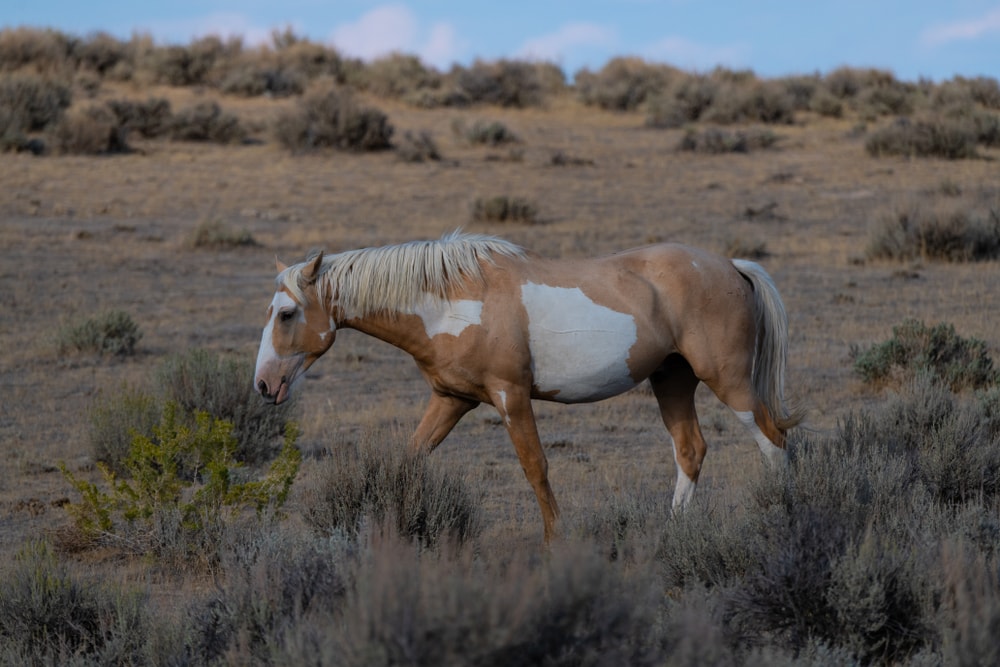 image of a feral mustang