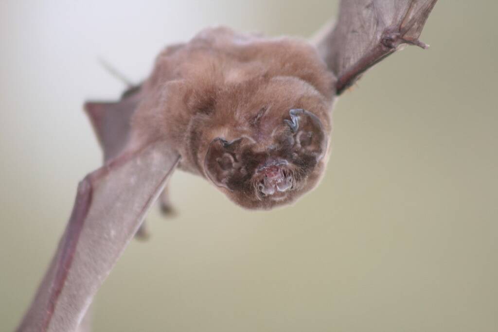 image of a ghost-face bat in flight