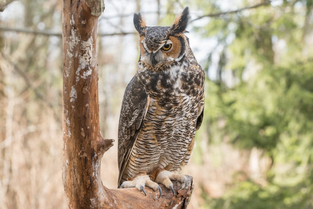 image of a great horned owl perched on a tree branch