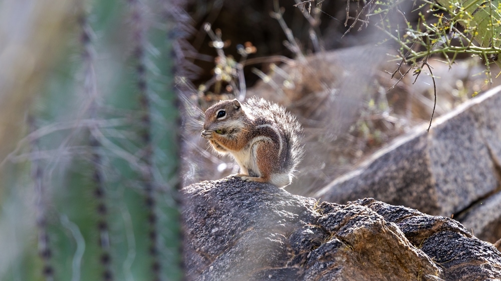 image of male adult Harris's antelope squirrel